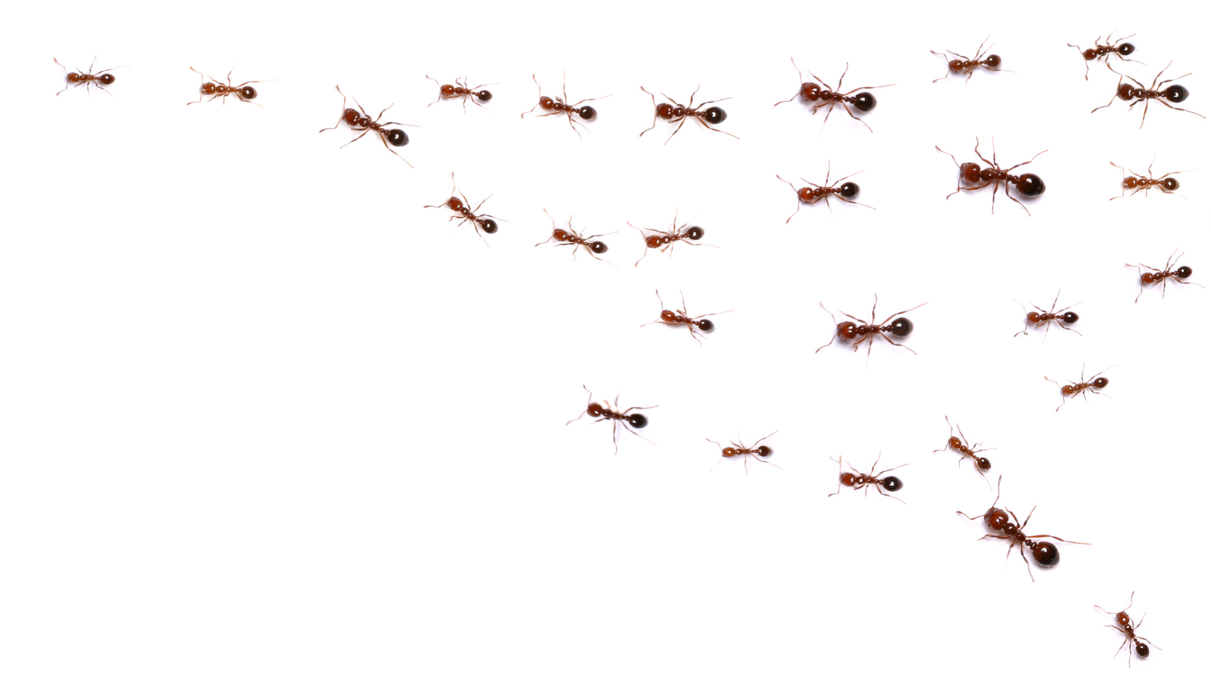 Colony of ants on a trail on a white background