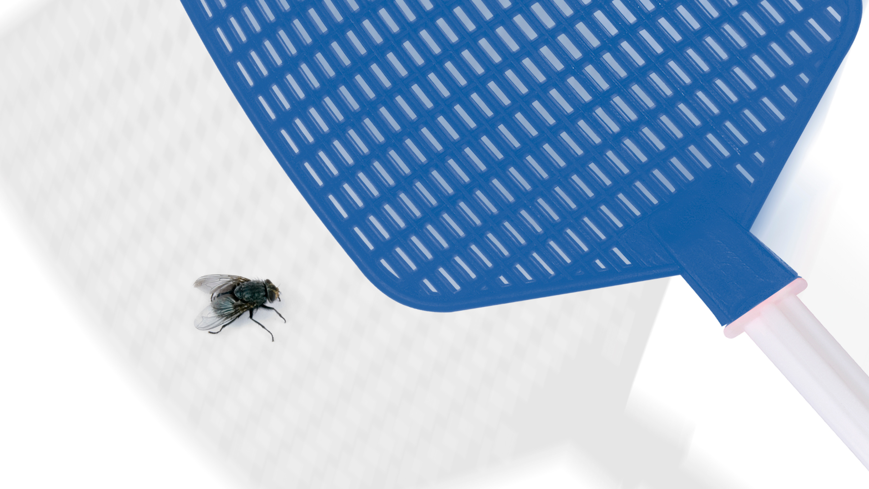Fly about to be hit by a blue fly swatter