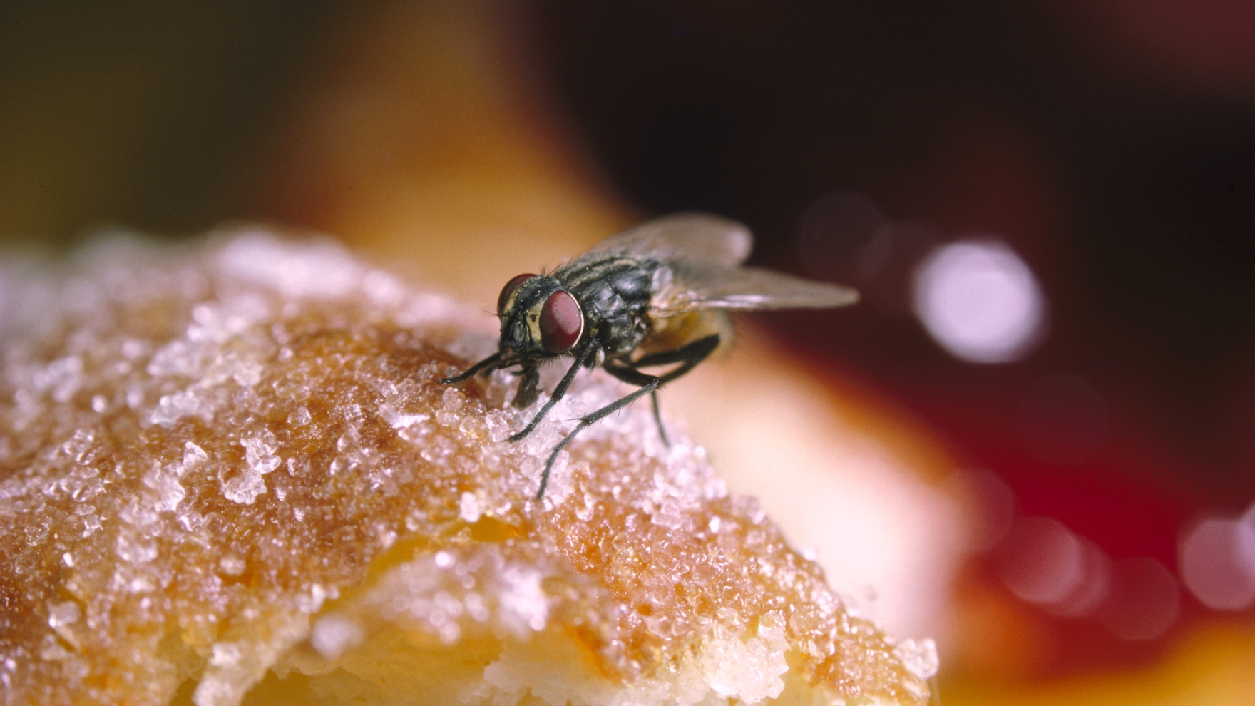 Close up image of a fly on a sugary object