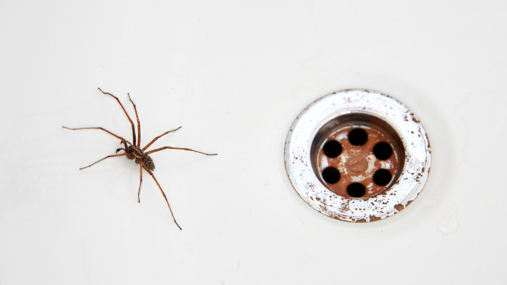 Spider in a sink near a drain