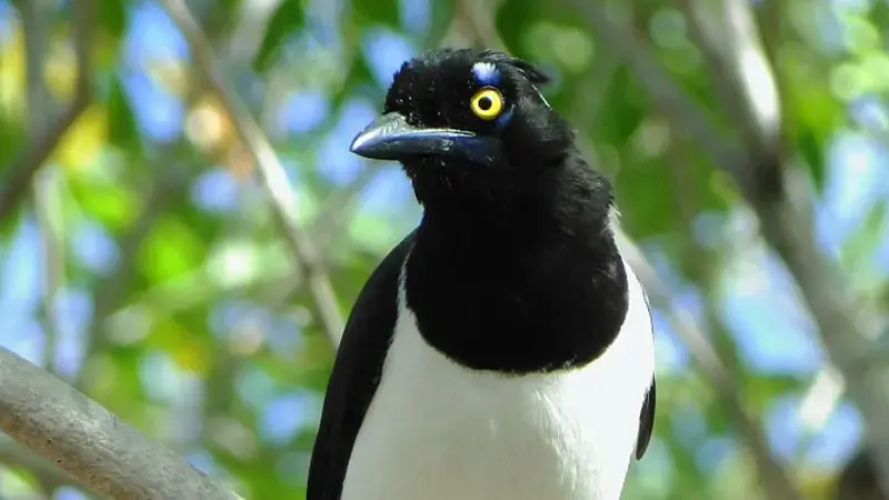 Gralha-Cancã, a Brazilian bird native to Caatinga
