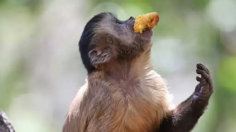 Black-striped Capuchin monkey in Caatinga