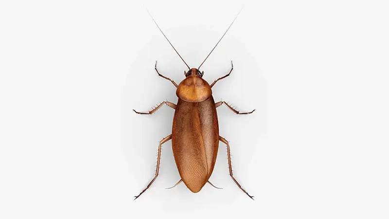 Adult cockroach entomology research
