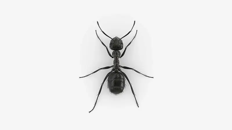 Ant entomology research