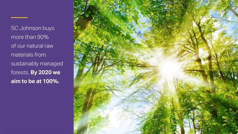 Sun peering through the trees.