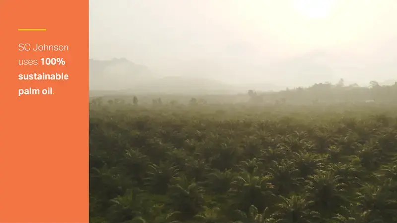 Palm oil field.
