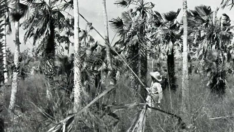 Person harvesting palm trees in a dense, grassy area.
