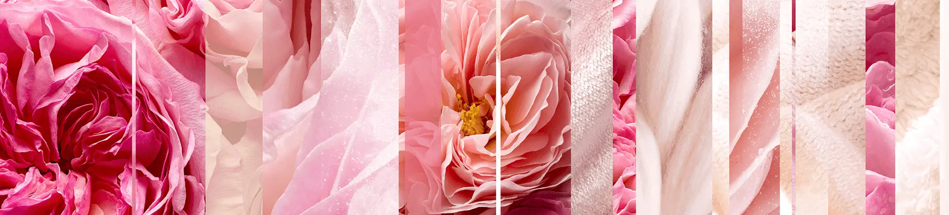 Pink rose petals, sliced vertically, create an abstract pattern. The image focuses on textures and gradients of pinks and whites, with a blend of sharp and soft contrasts.