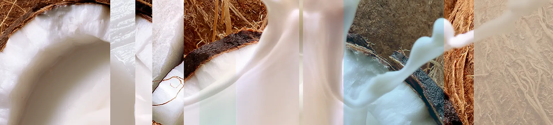 Coconut milk is being poured into a fresh coconut, showcasing a creamy texture and tropical essence
