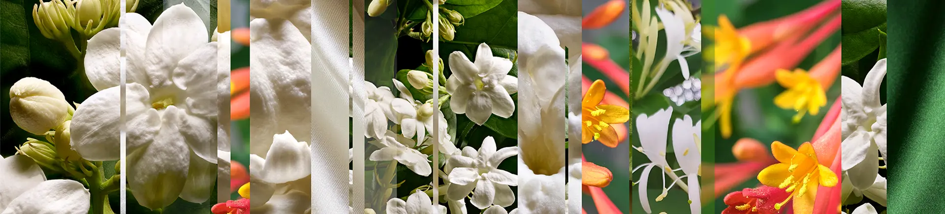 A colorful assortment of various flowers arranged in a collage, highlighting the diversity of floral species