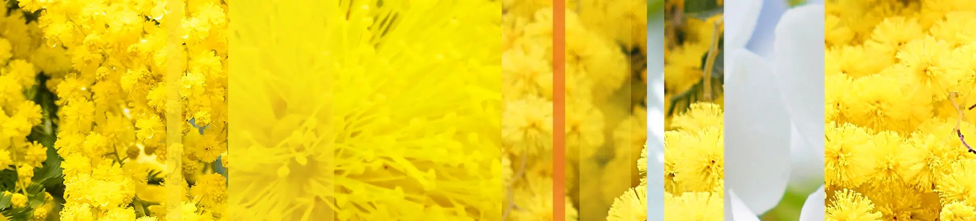 Bright yellow flowers elegantly arranged within a frame, set against a cheerful yellow background for a unified look