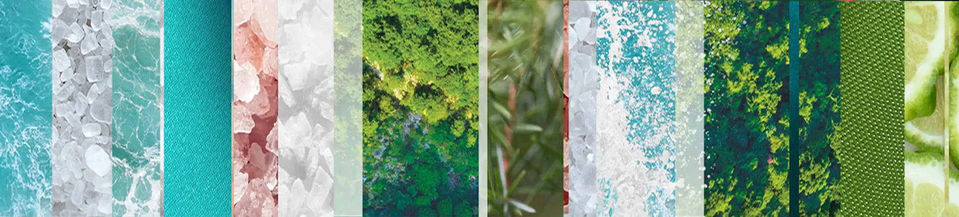 A collage of various tree species, showcasing their unique shapes, sizes, and foliage in a vibrant natural setting