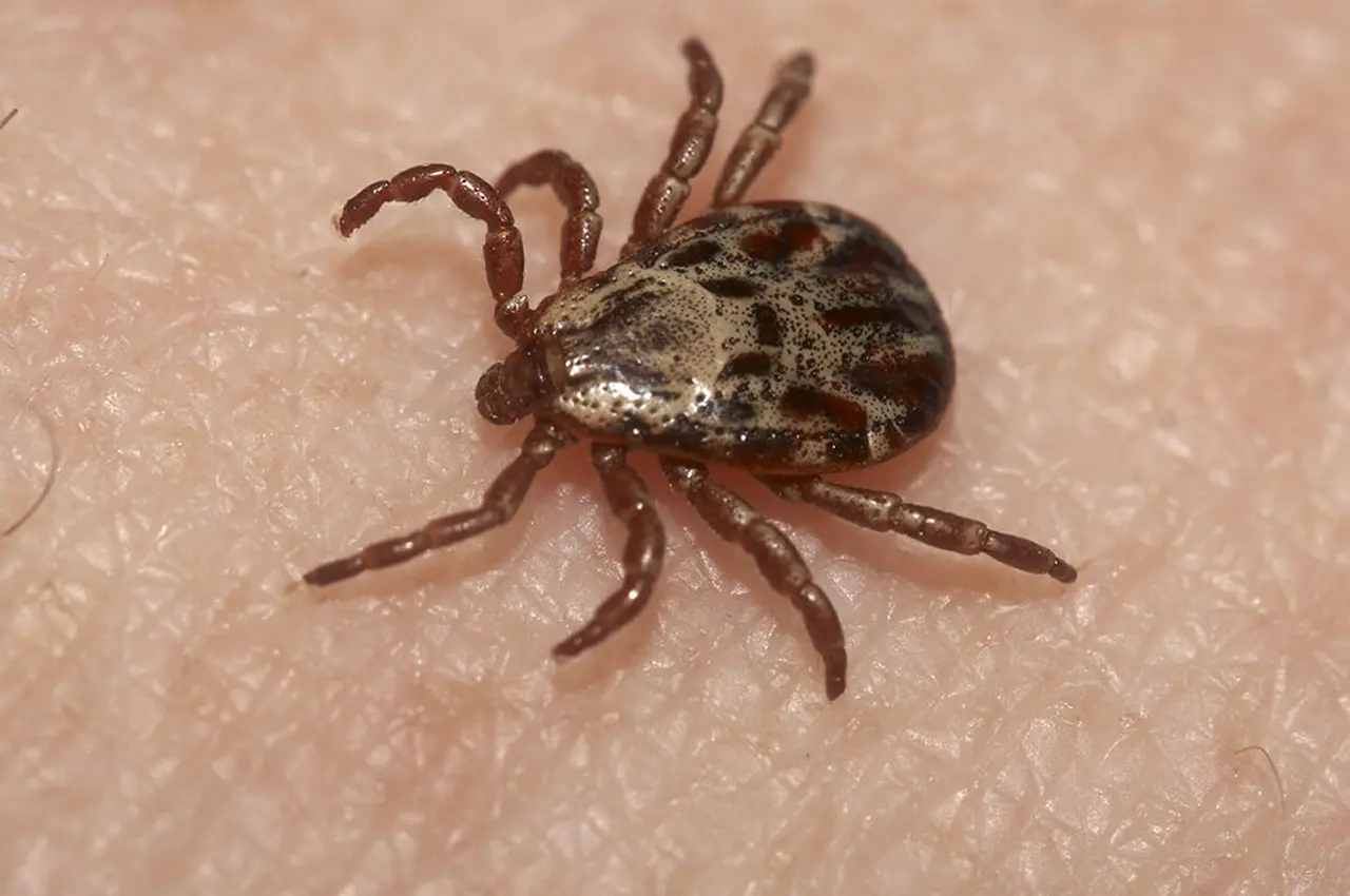 Primer plano de una garrapata sobre piel humana