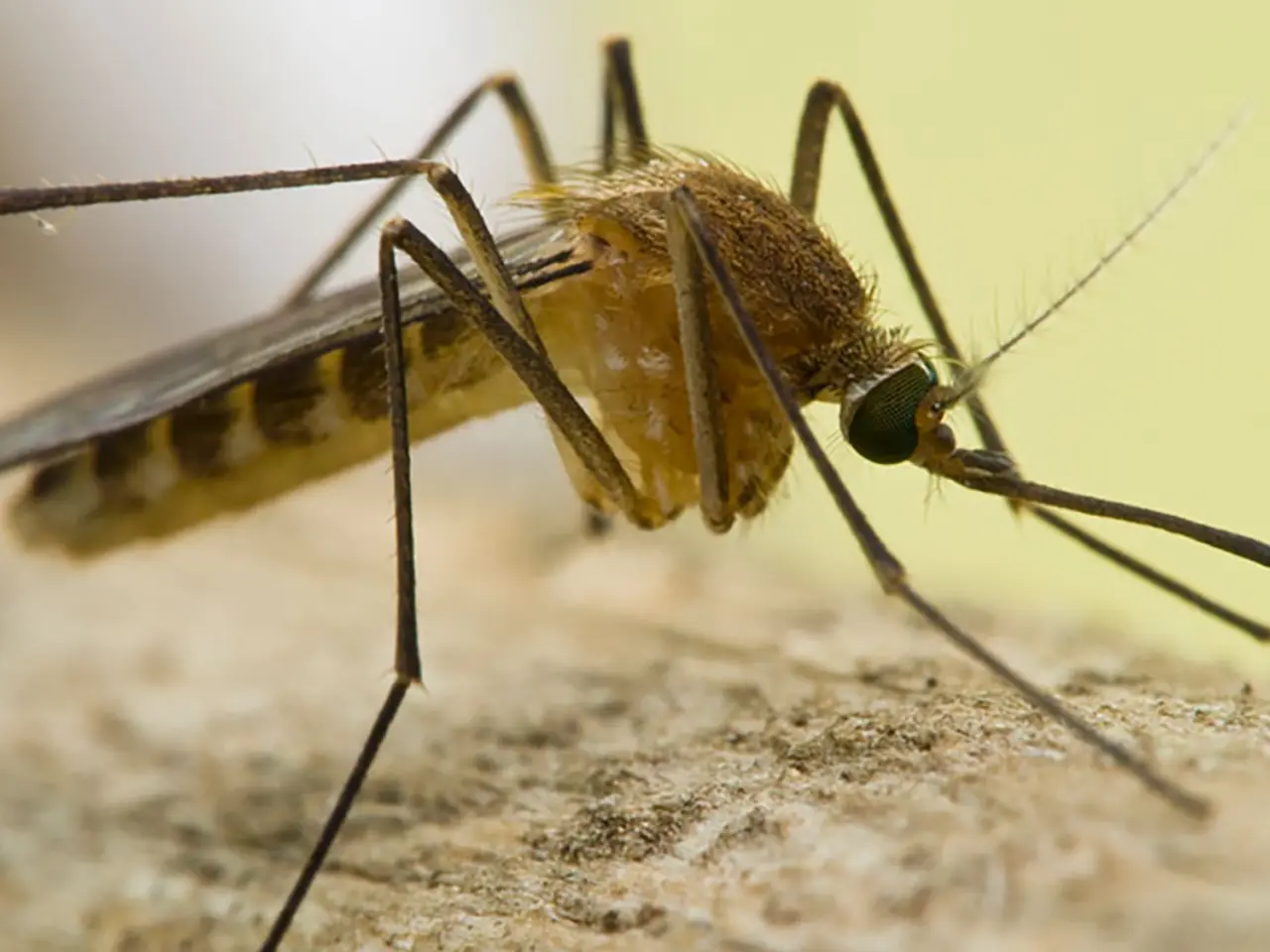 Imagen de primer plano de un mosquito adulto
