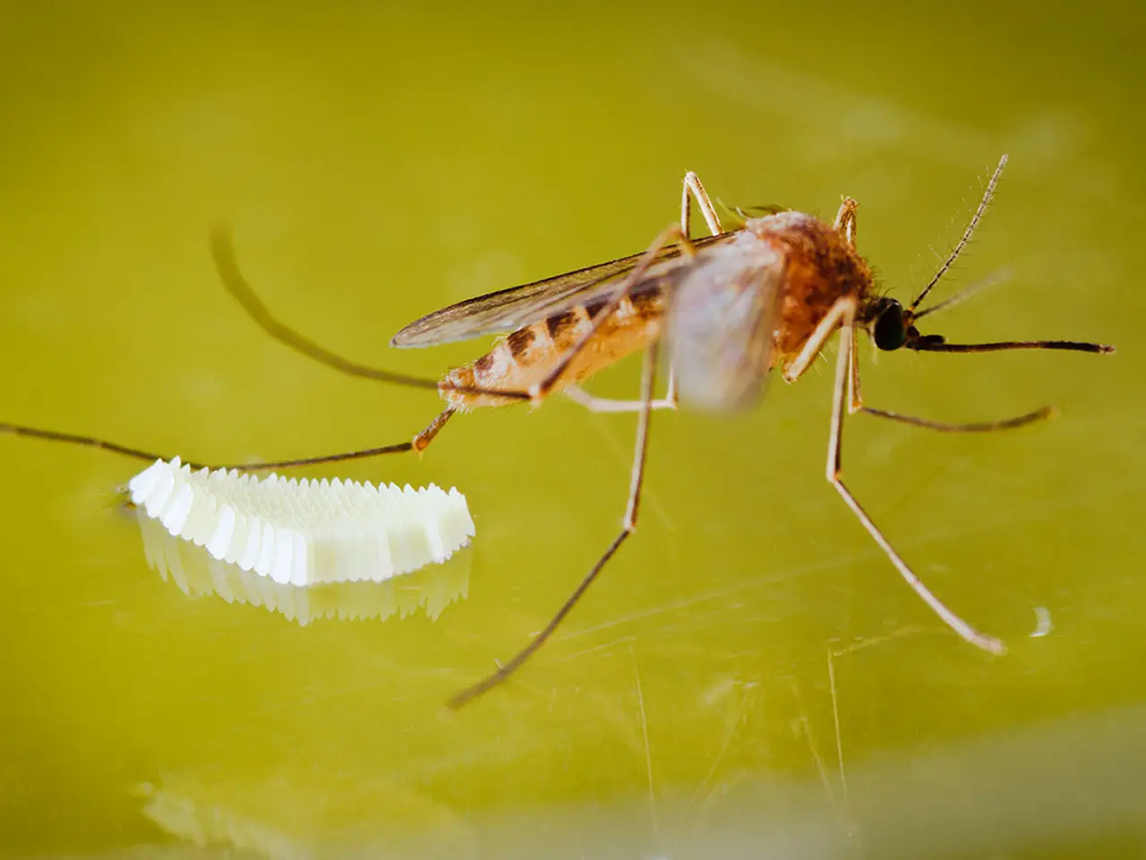 Imagen de primer plano de un mosquito con huevos