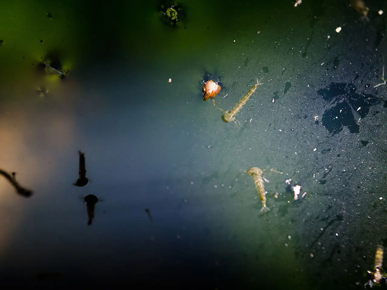 Imagen de primer plano de larvas de mosquito