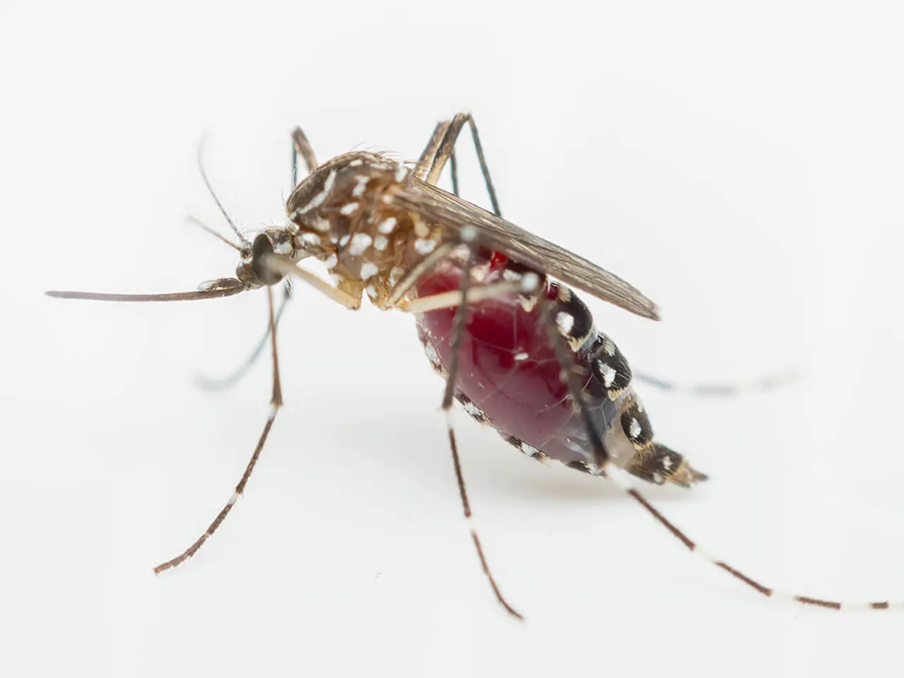 Imagen de un mosquito