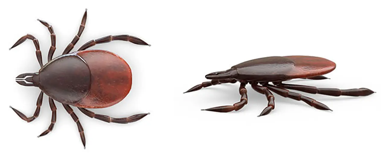 Side by side view of a tick from above and from the side