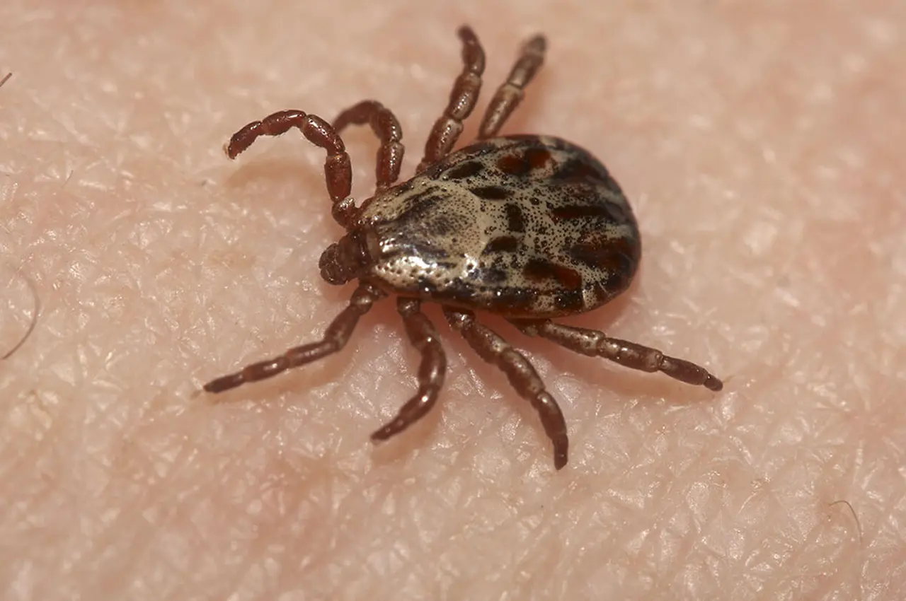 A close up of a tick on human skin