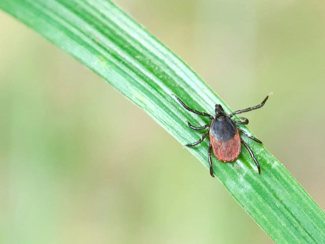 A close up of a tick resting on a blade of grass