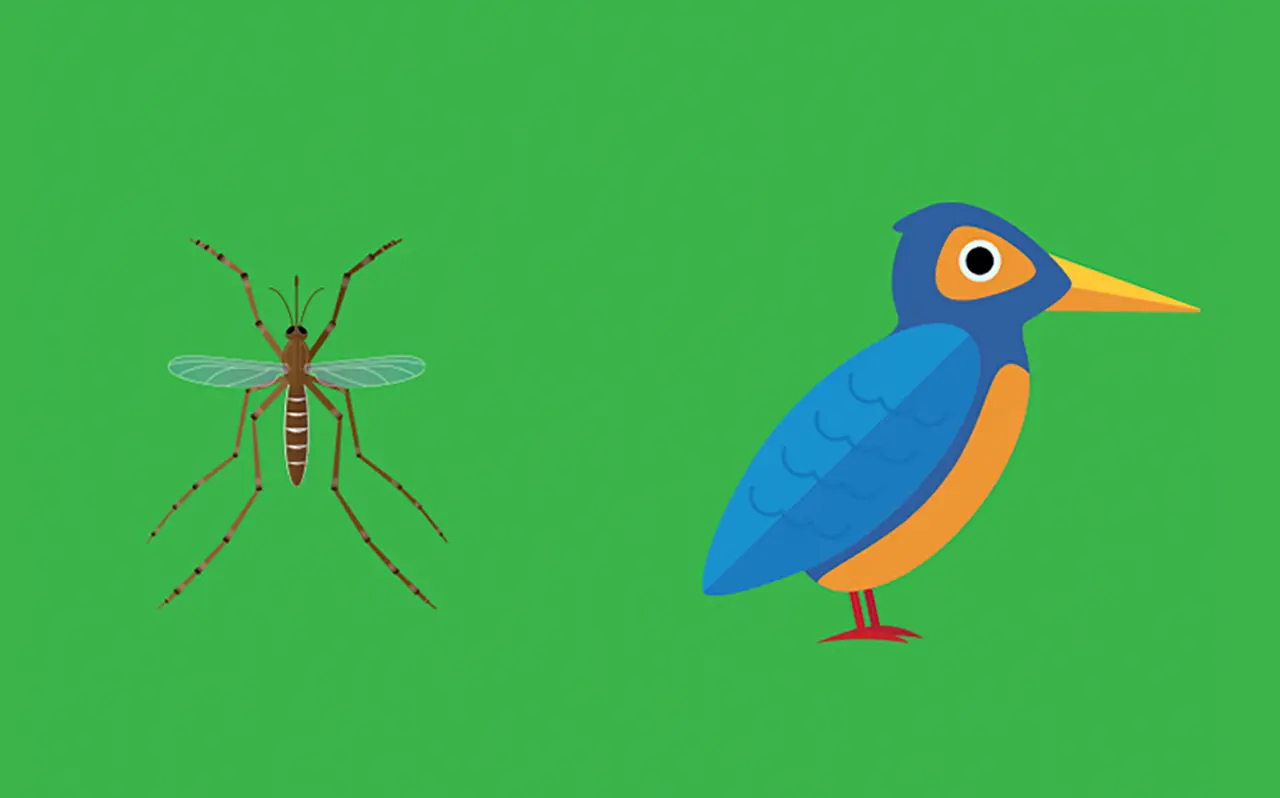 Illustrated image of a mosquito and a bird side by side
