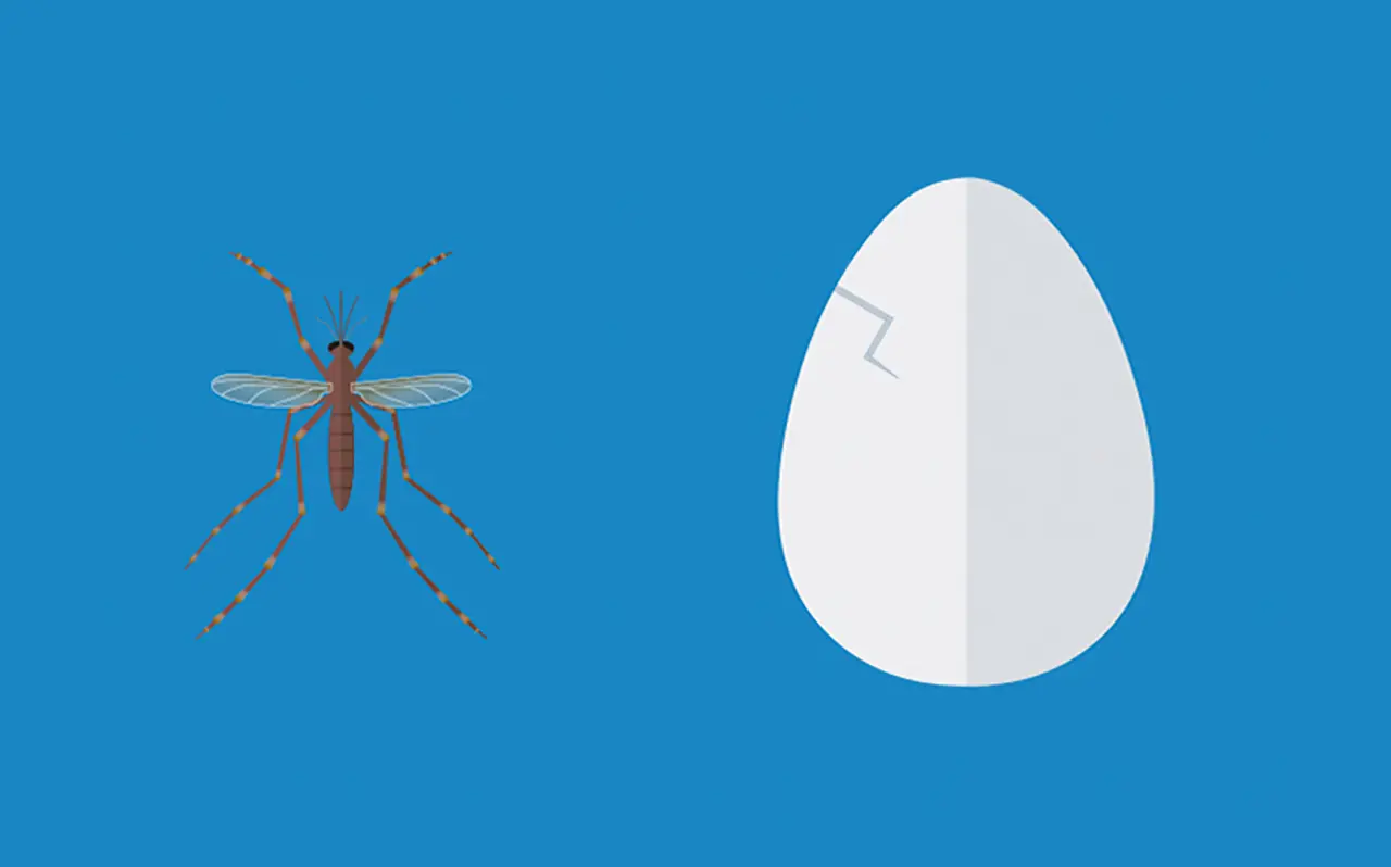 Ilustración de un mosquito y un huevo no eclosionado uno al lado del otro