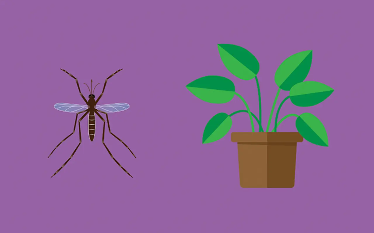 Ilustración de un mosquito y una planta uno al lado del otro