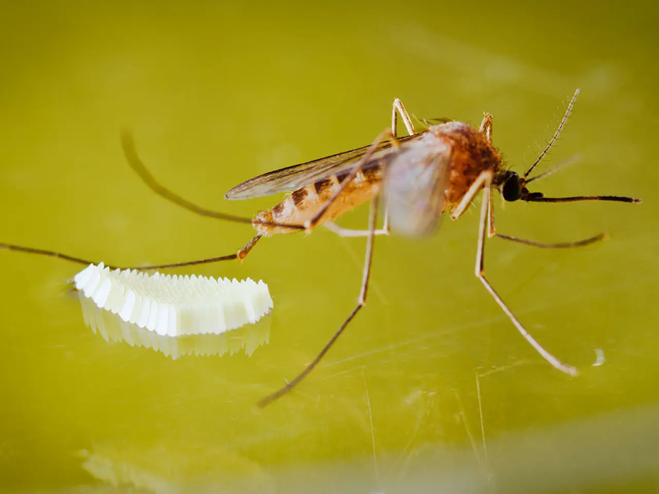 Primer plano de un mosquito hembra y sus huevos