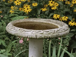 Bebedero para aves lleno de agua