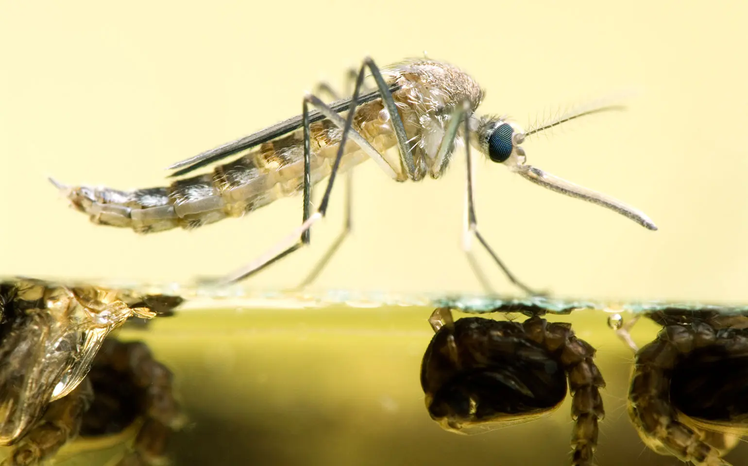 Imagen de primer plano de una pupa de zancudo