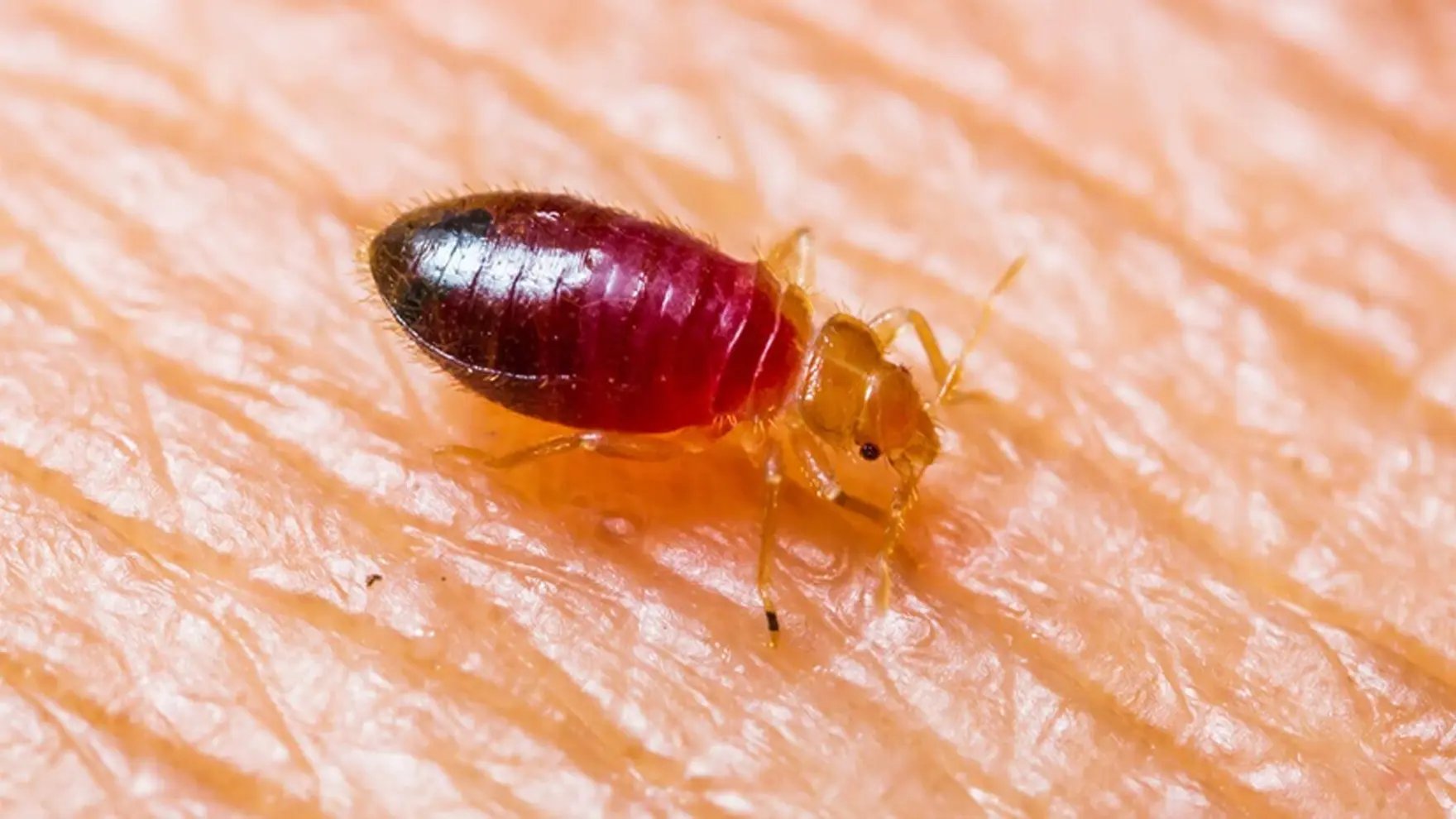 Bed Bug Identification, Removal, & Prevention | Raid Education