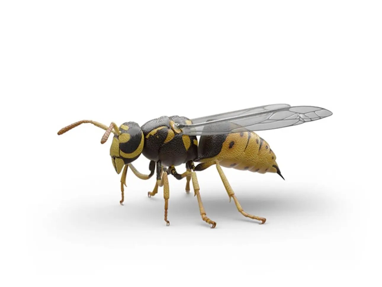 How to Get Rid of Yellow Jackets | Raid Bug Basics Expert Help