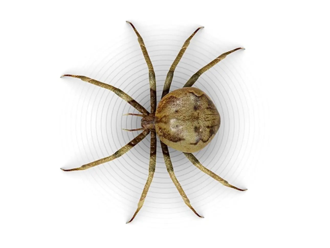 Comment se débarrasser des araignées chez soi | Conseils d'experts Raid ...