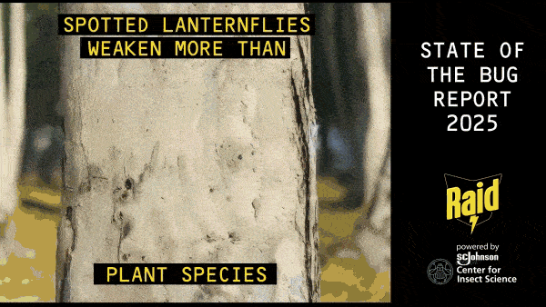 Lanternfly-min