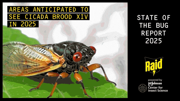 Cicada