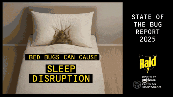 Bed Bugs