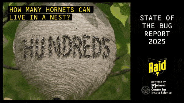 Hornets