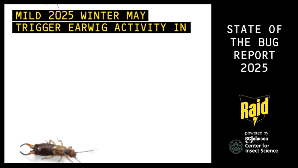 Earwigs