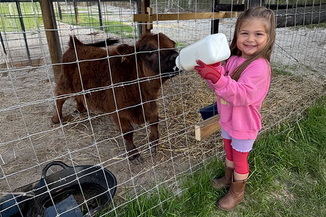 a young child feeding a baby cow through a fence with a bottle