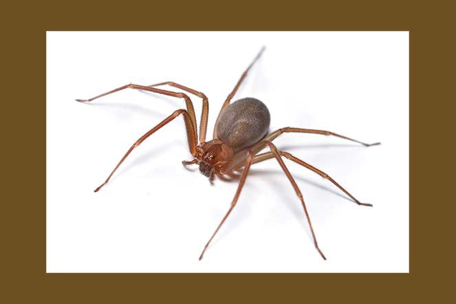 Brown recluse spider