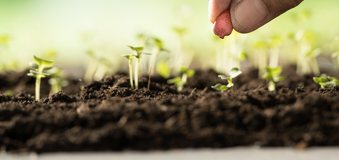 hand planting seed among small green sprouts growing from soil