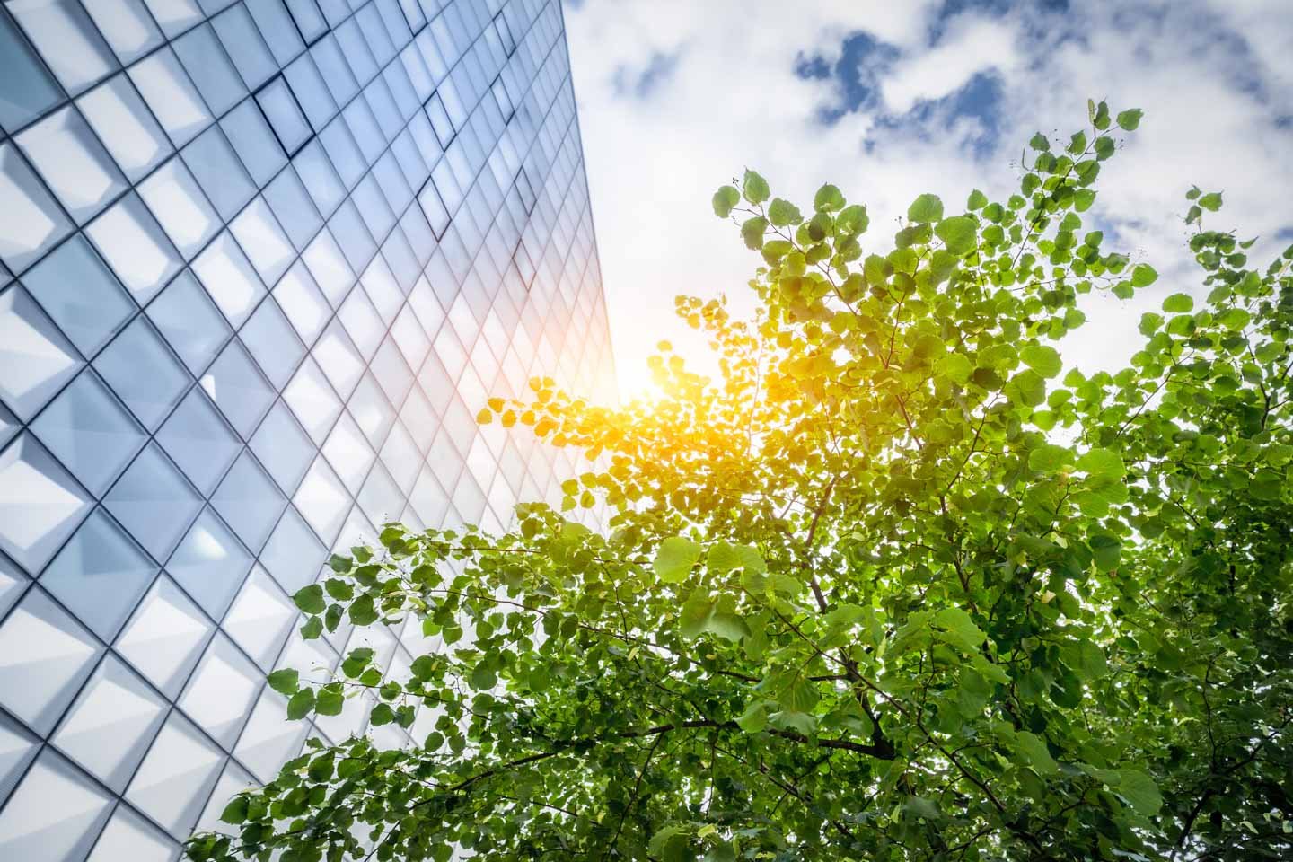 city building with greenery in front and sunshine behind