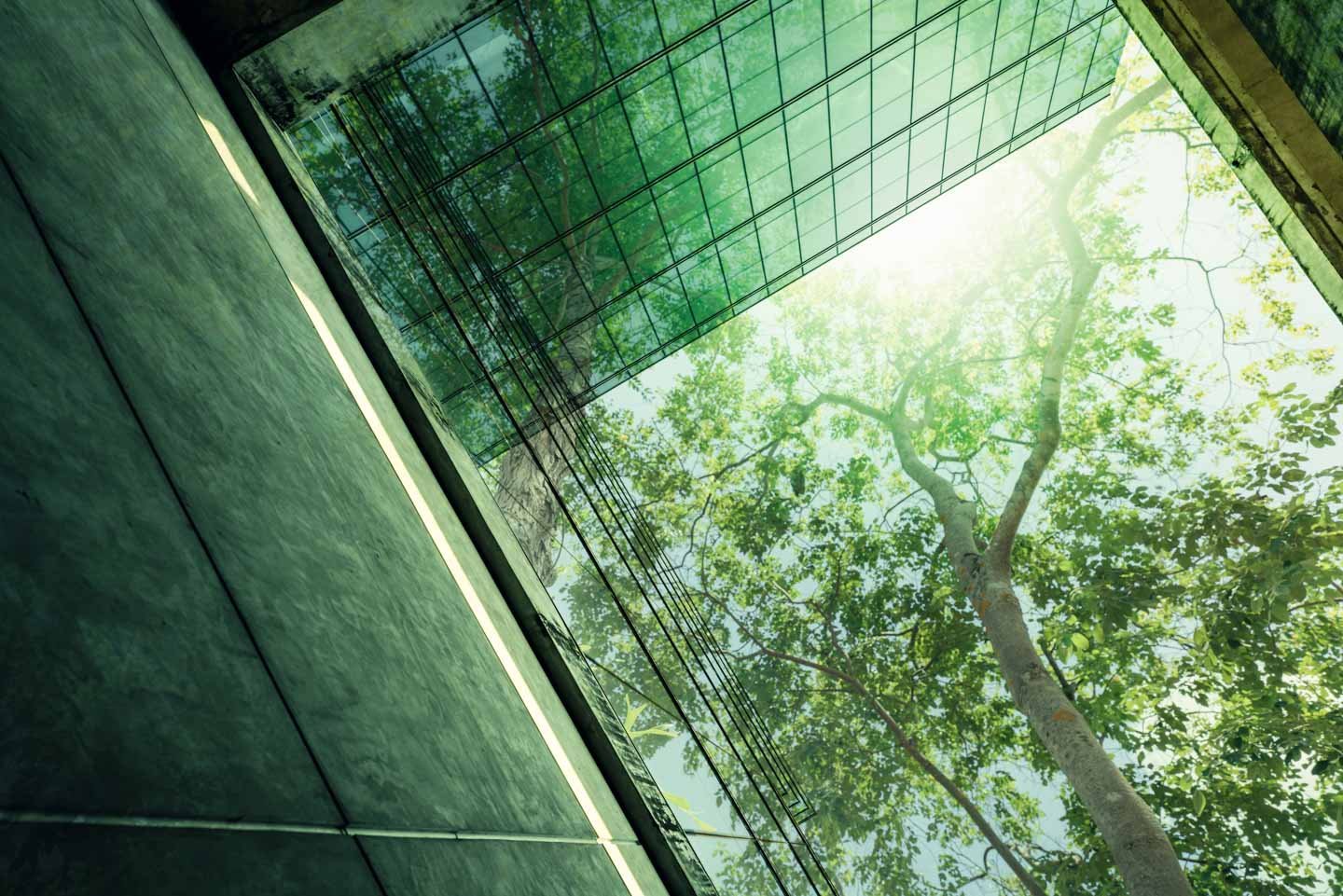 abstract, upward shot of green trees through glass window