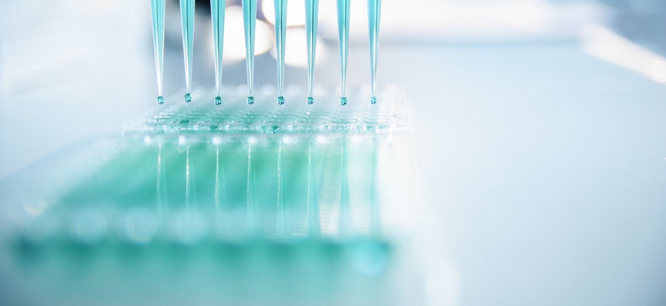 Start to Scale header