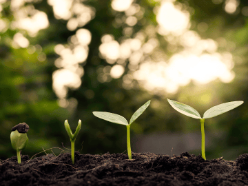Different steps of growing seeds