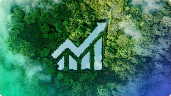Picture of a forest