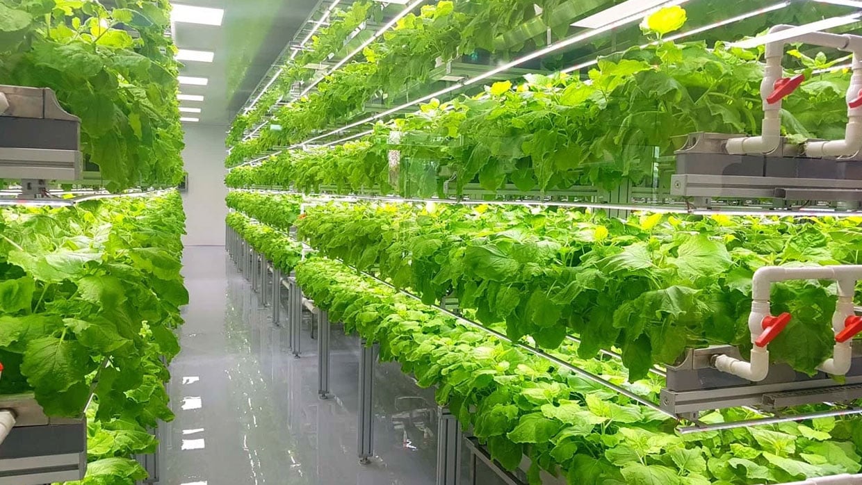 a green farm
