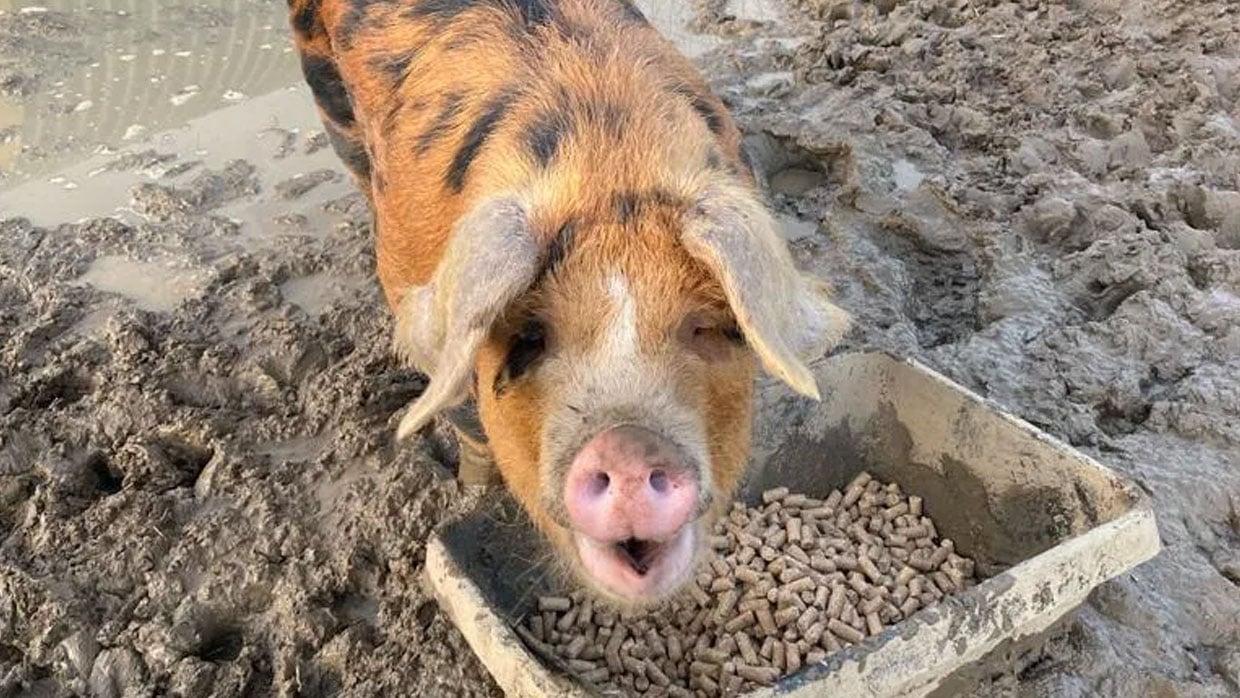 a big pig eating