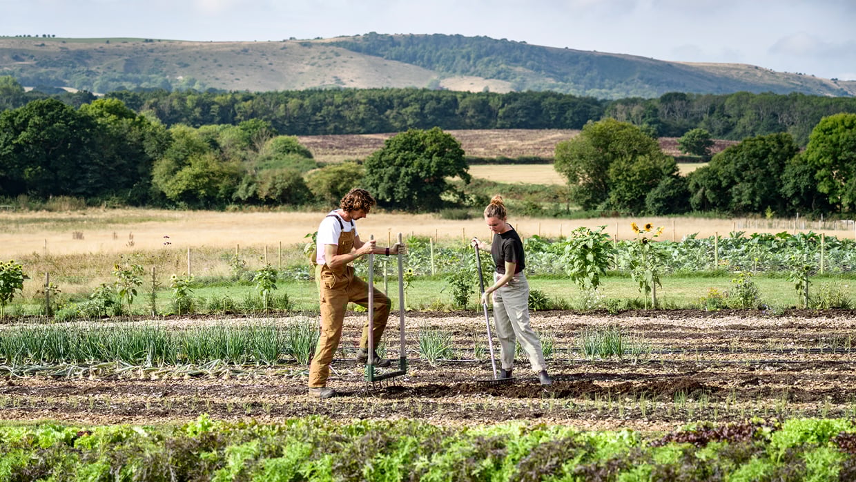 Two individuals working in a garden or farm field, using tools to tend to rows of plants, including onions or leeks, with a scenic backdrop of hills and trees.