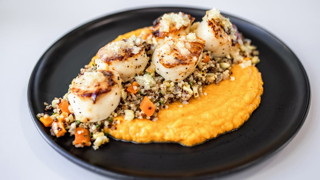 Seared scallops on quinoa with orange purée